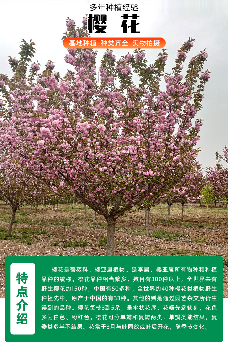 1773470266705791.jpg 5d17aabe700331c659e4ed3a87fcd6f7_O1CN01iGmwUZ1h6TeWPyQPX_!!2220586874228-0-cib.jpg