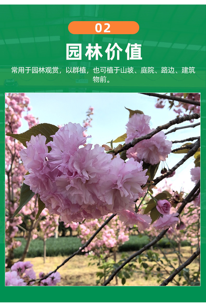 1773470277172220.jpg f7742e86fb12d2242af42ff1a14f2a92_O1CN01mOeD7U1h6TeWaNTWM_!!2220586874228-0-cib.jpg