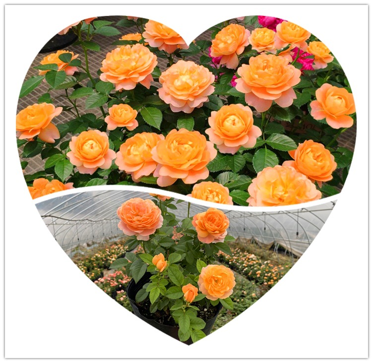 1773470551293523.jpg 8f15e70ee888c29580e950ff3c606891_O1CN017wBO2K21nKrYu5pfc_!!3261757029-0-cib.jpg