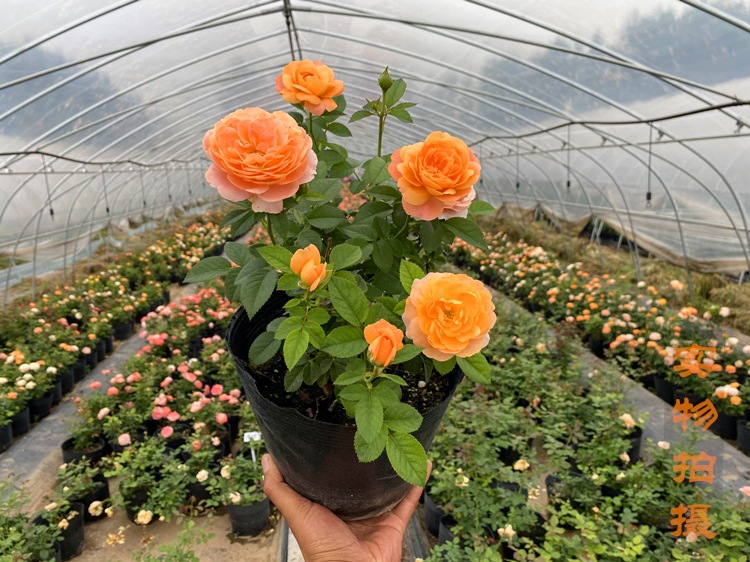 1773470555637730.jpg aa743a95f766156d40823edb9895f7e7_O1CN01emolw321nKregsuuY_!!3261757029-0-cib.jpg