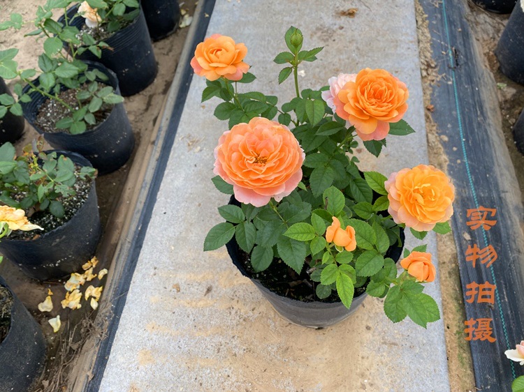 1773470559168584.jpg b9b4211a3378ee201e45fe0432c6a1cc_O1CN01mOGVQX21nKrandg3h_!!3261757029-0-cib.jpg