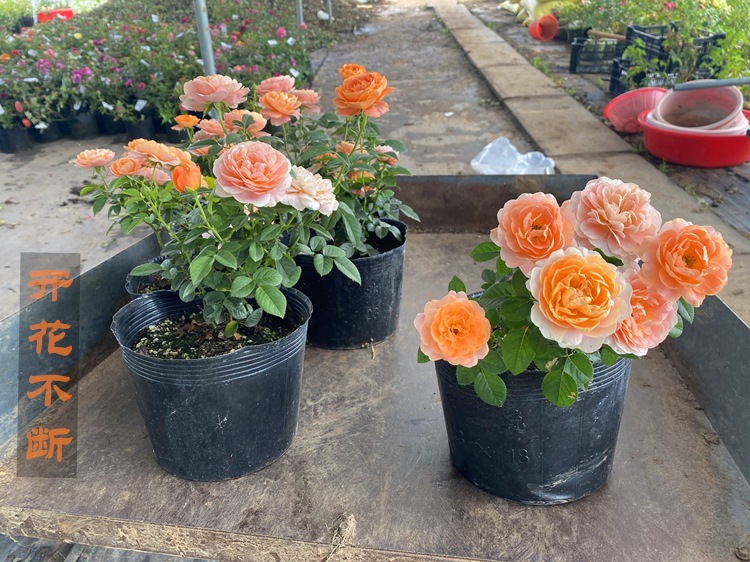 1773470563364931.jpg c6618aa61fc1cf6b06a31790c07f941a_O1CN01s8orT421nKrg8v0ri_!!3261757029-0-cib.jpg